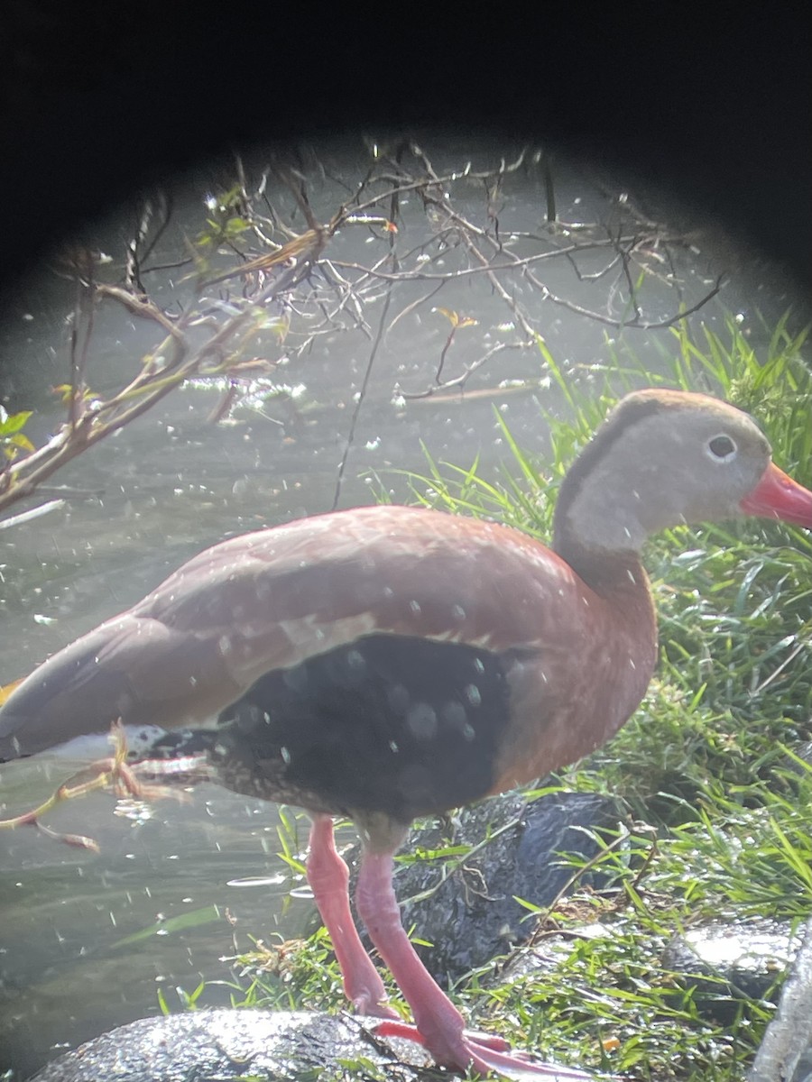 Black-bellied Whistling-Duck - ML629620130