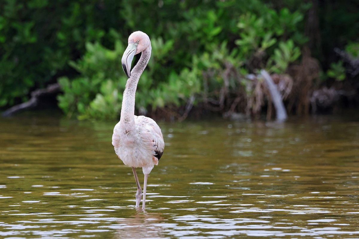 rødflamingo - ML629620146