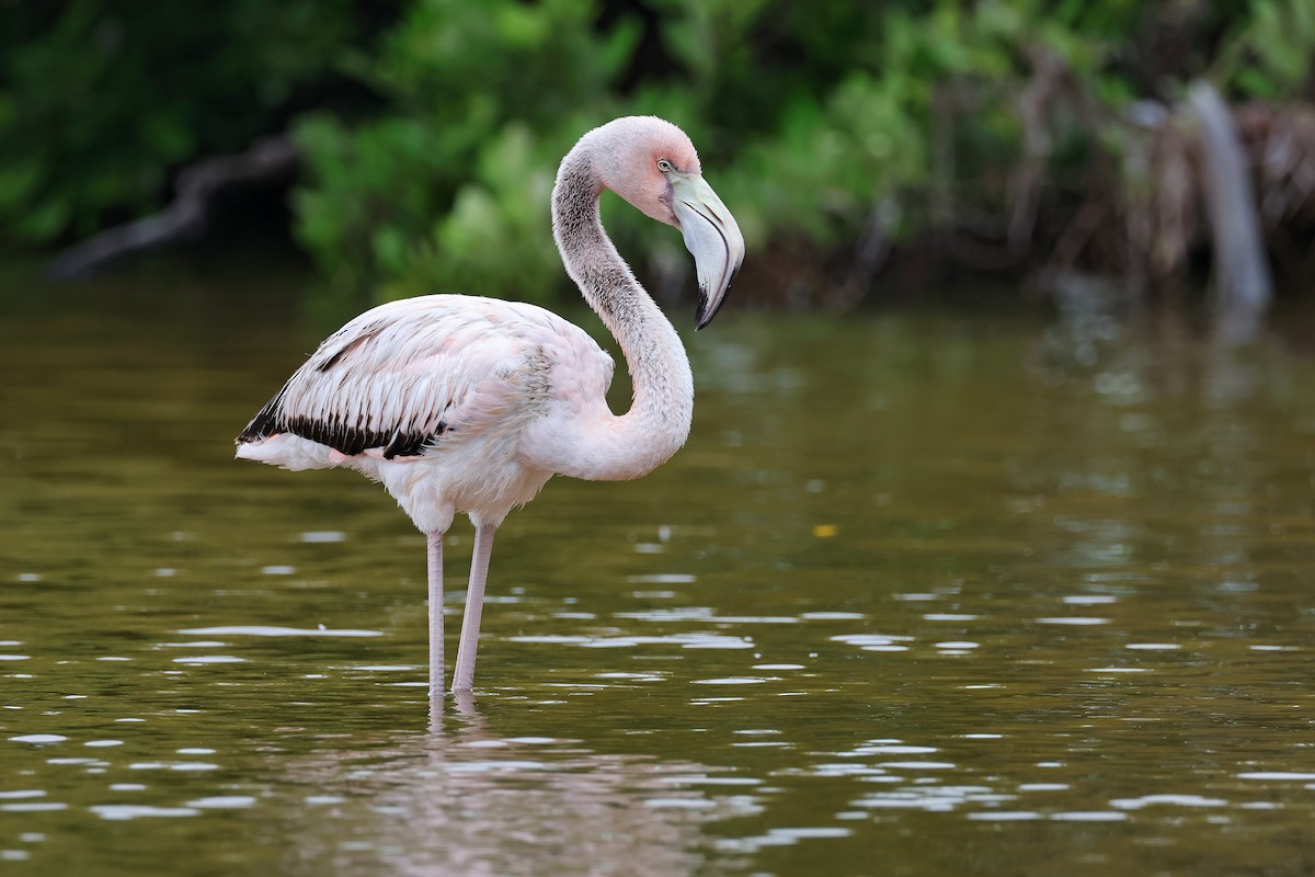 rødflamingo - ML629620164