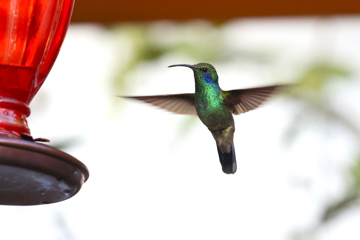 Lesser Violetear - ML629620191