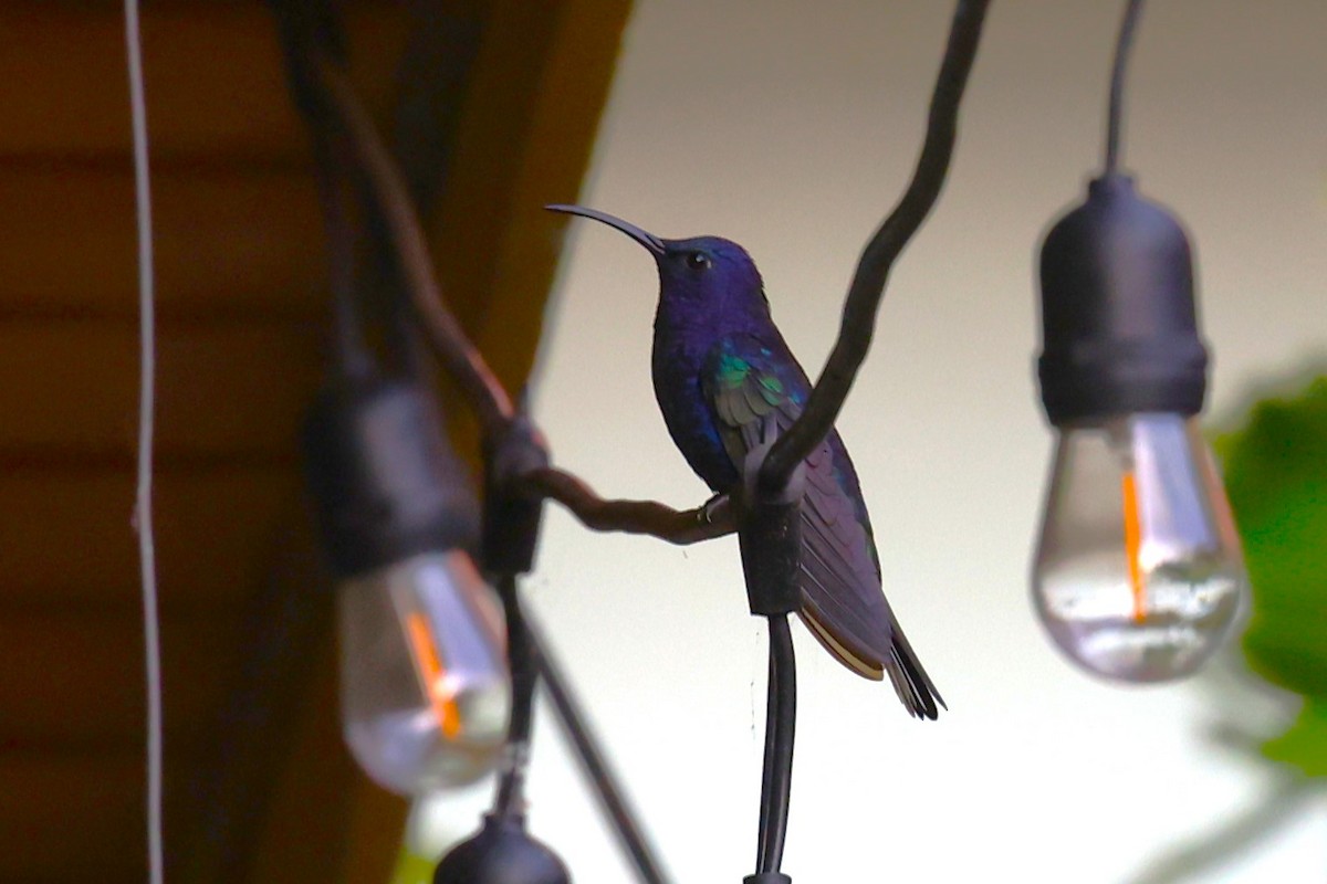Violet Sabrewing - ML629620216