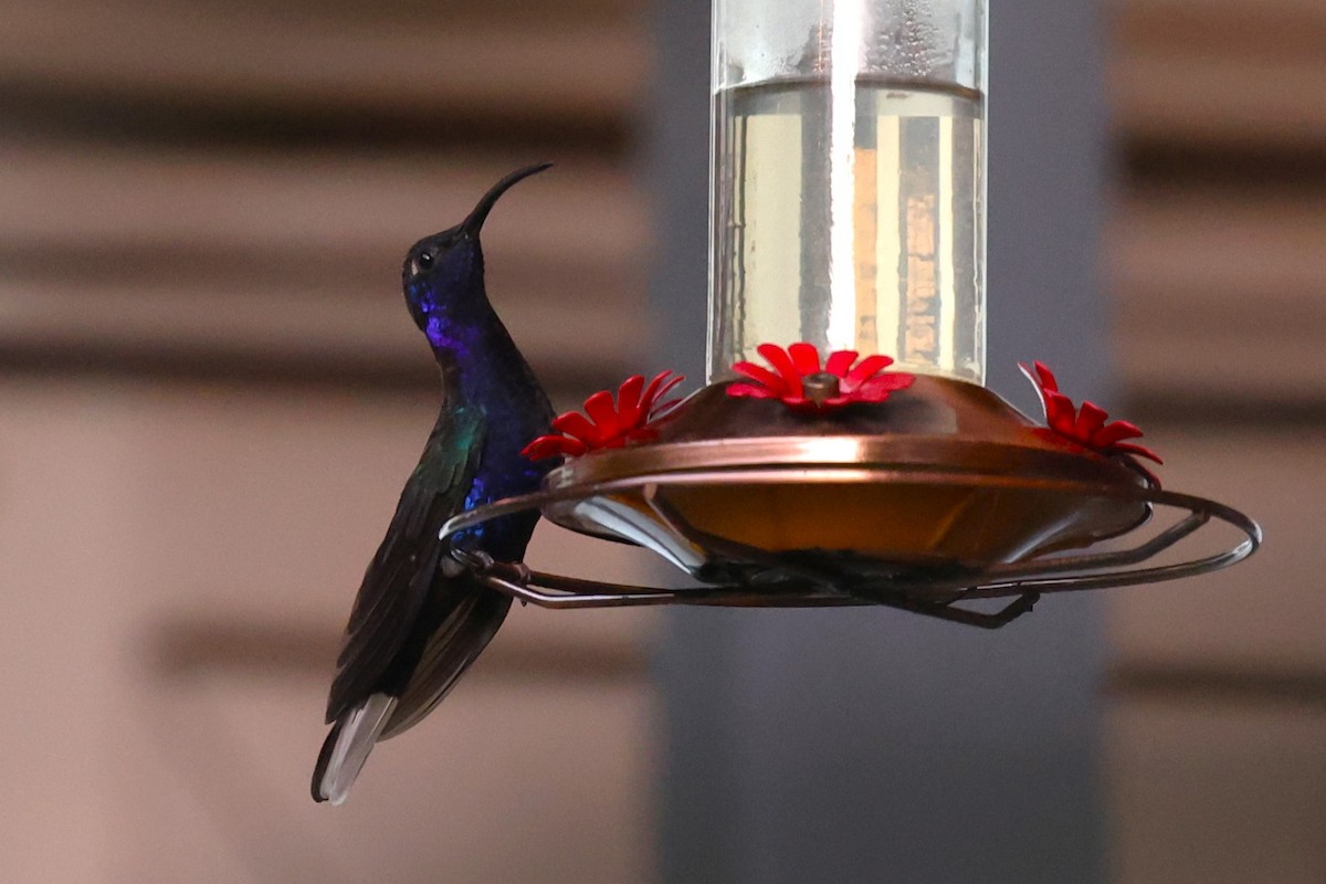 Violet Sabrewing - ML629620217
