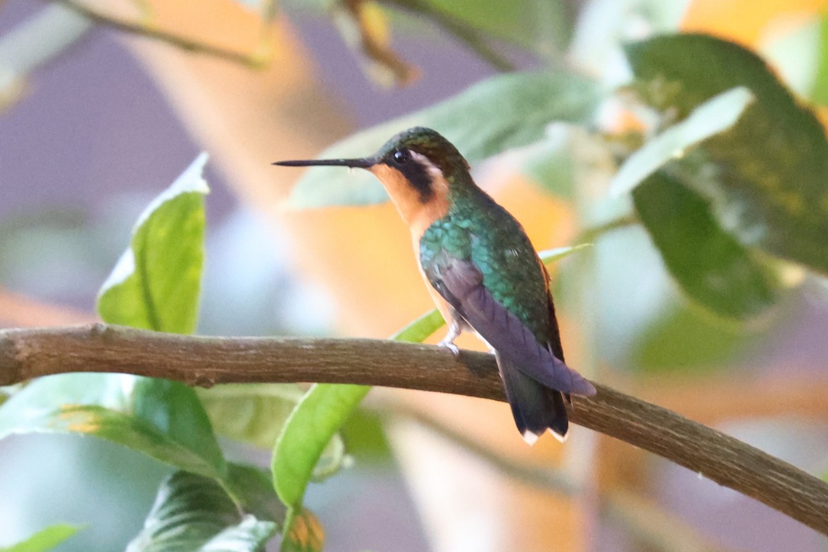 Purple-throated Mountain-gem - ML629620239