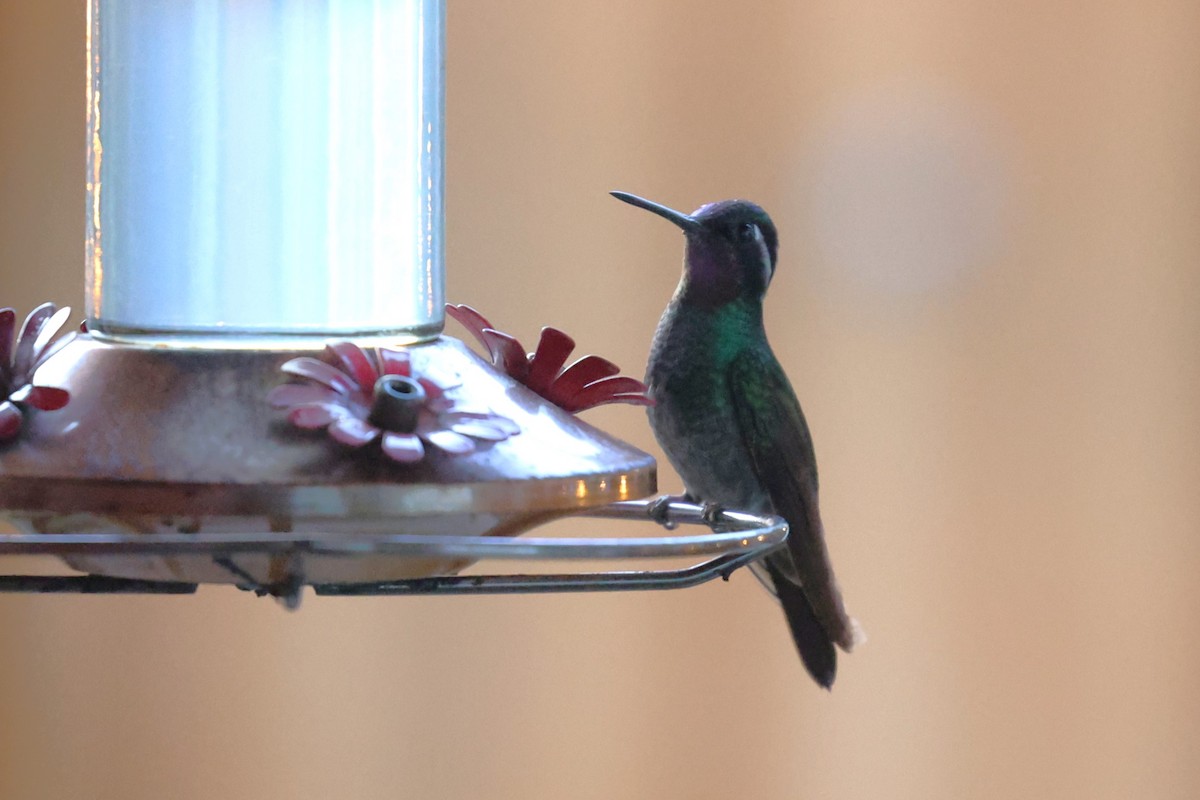 Purple-throated Mountain-gem - ML629620240
