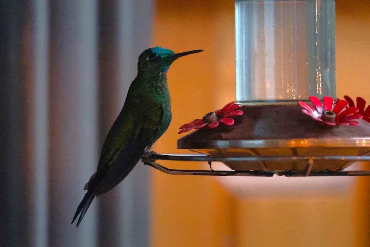 Green-crowned Brilliant - ML629620269