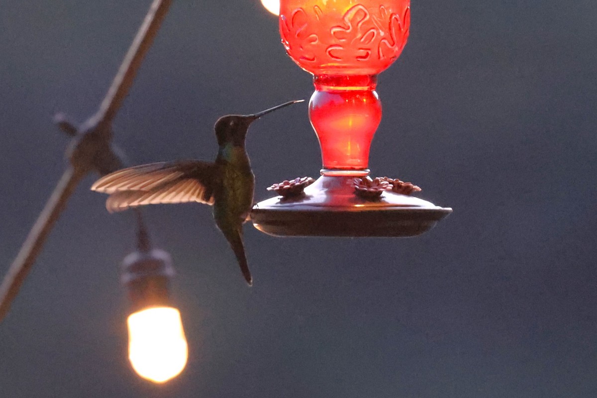 Talamanca Hummingbird - ML629620295