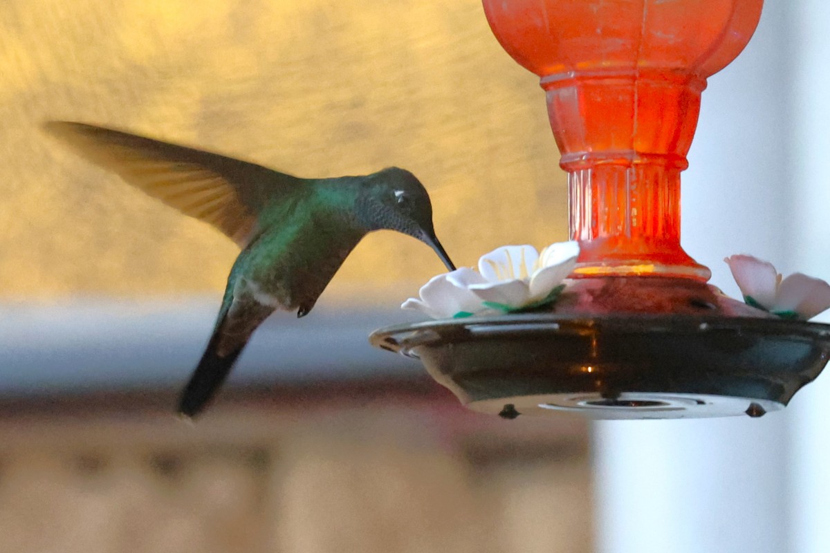 Talamanca Hummingbird - ML629620296