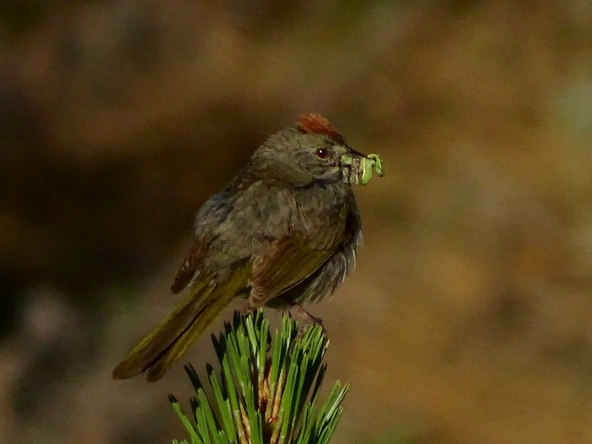 Green-tailed Towhee - ML62962031