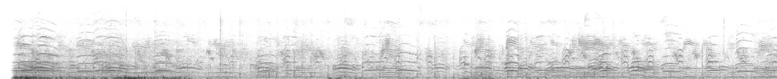 Paradise Shelduck - ML629620370