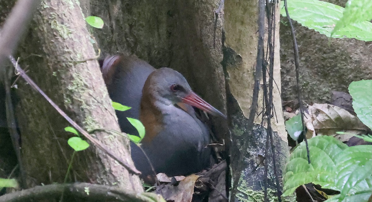 Snoring Rail - ML629620422