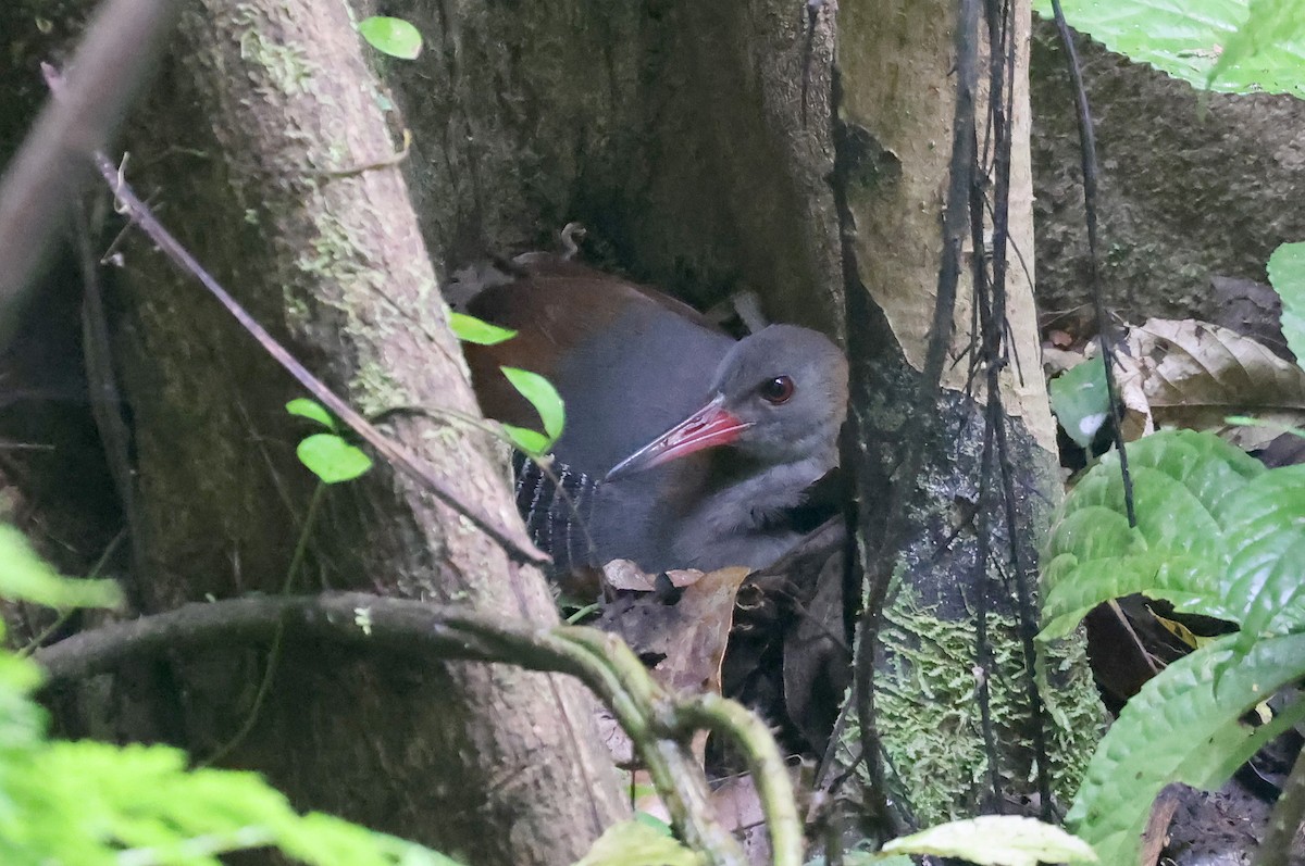 Snoring Rail - ML629620423
