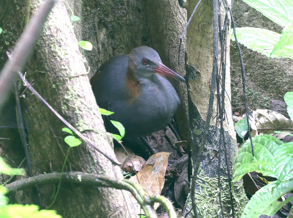 Snoring Rail - ML629620424