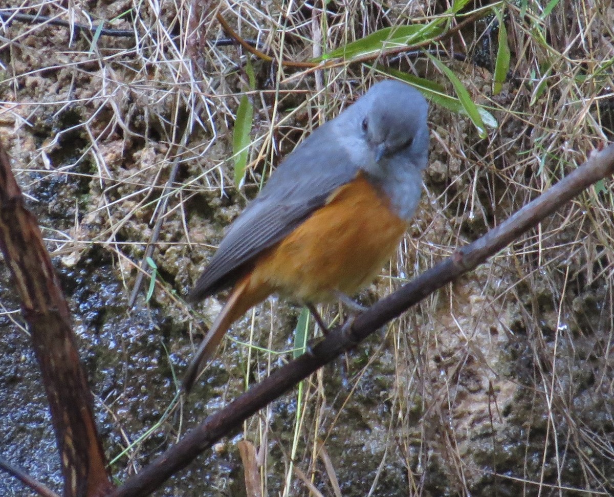 Forest Rock-Thrush - ML629620569