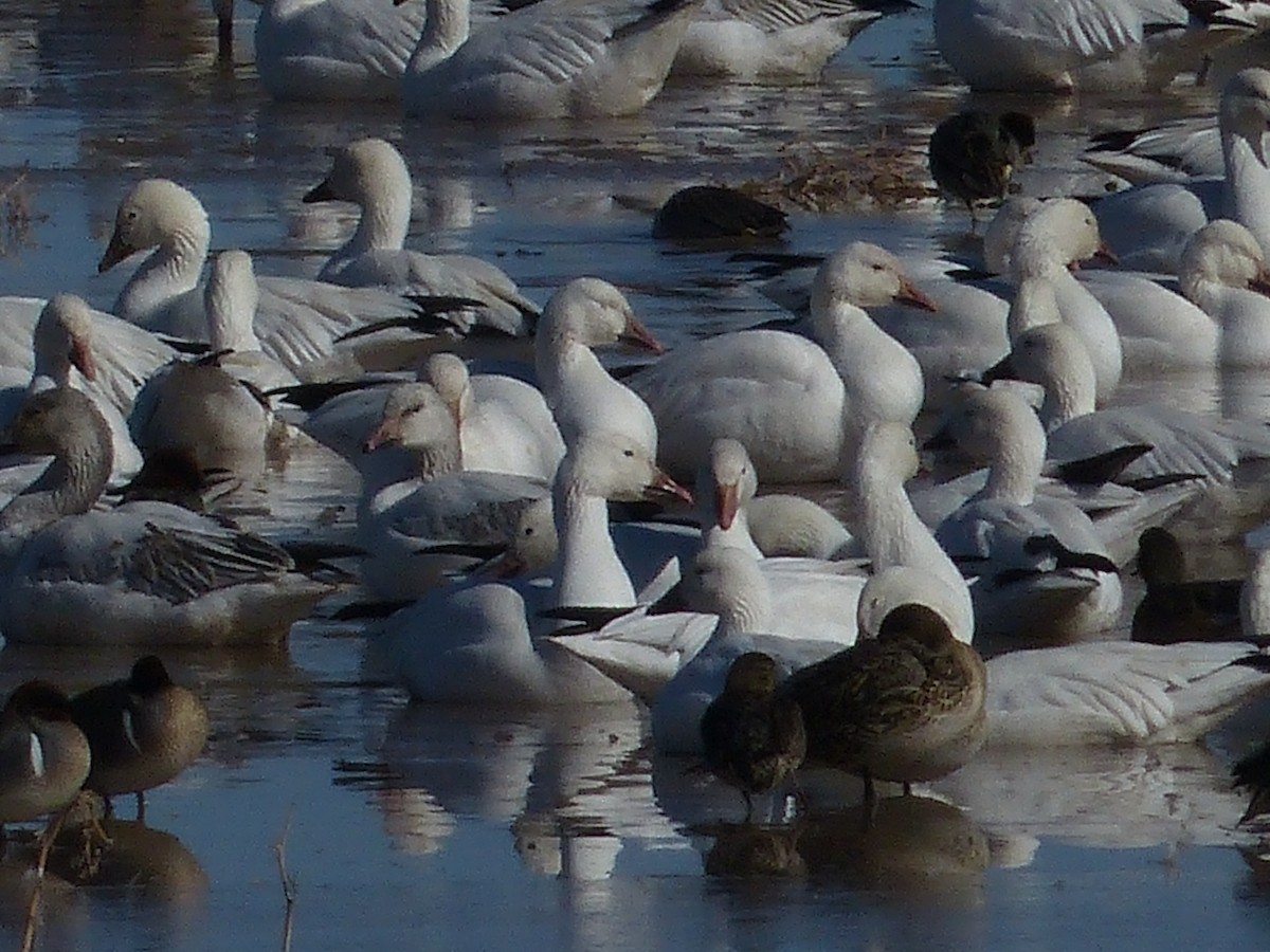 Snow Goose - ML629620649