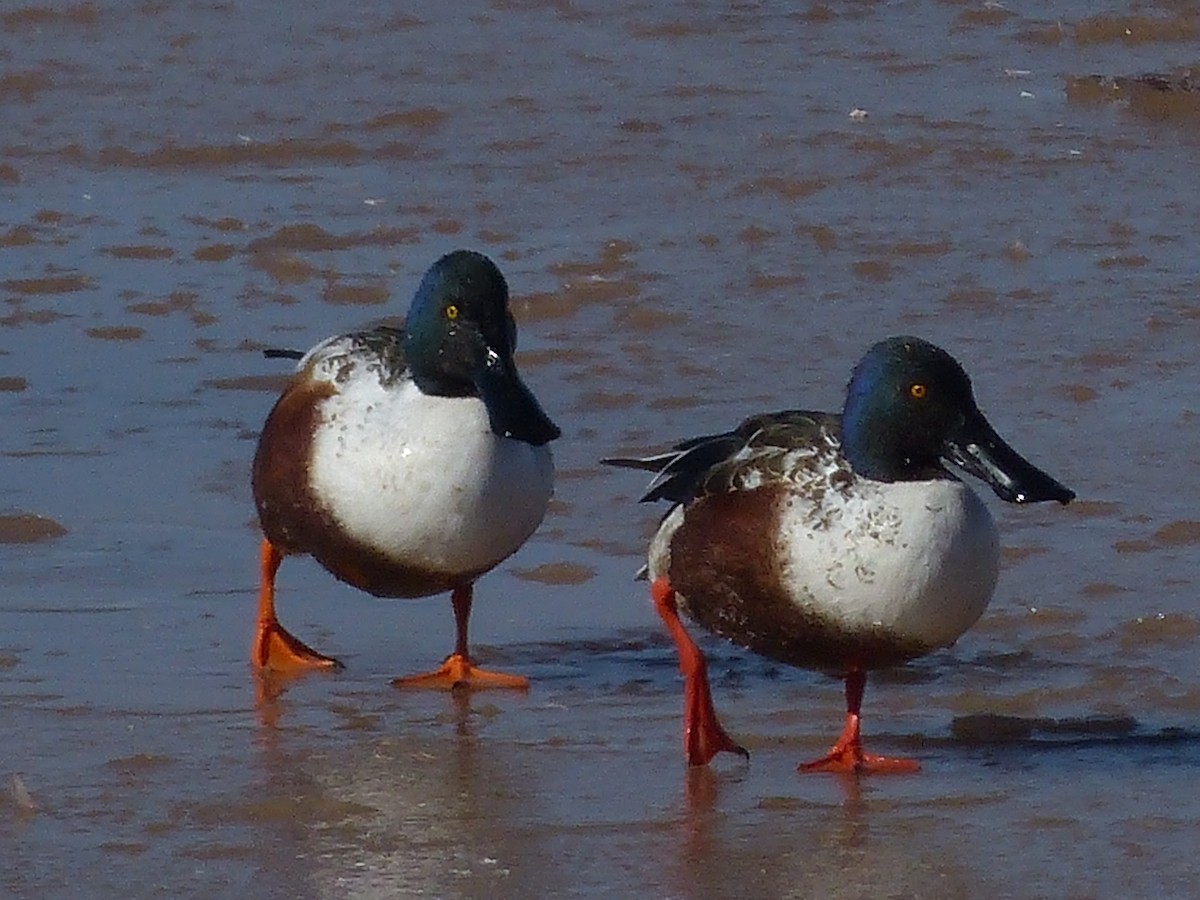 Northern Shoveler - ML629620669