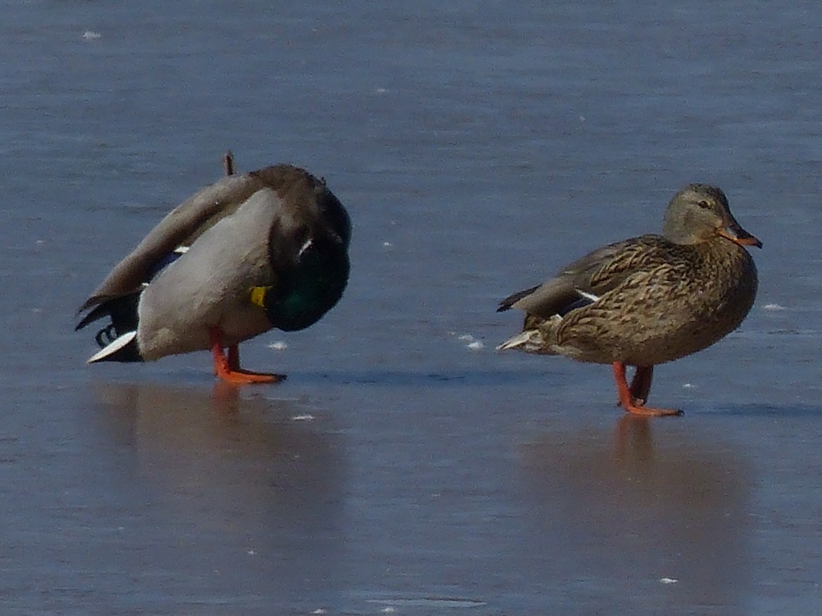 Mallard - ML629620682