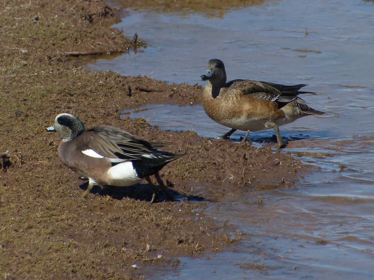 American Wigeon - ML629620703