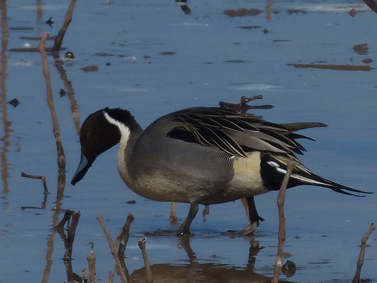 Northern Pintail - ML629620711