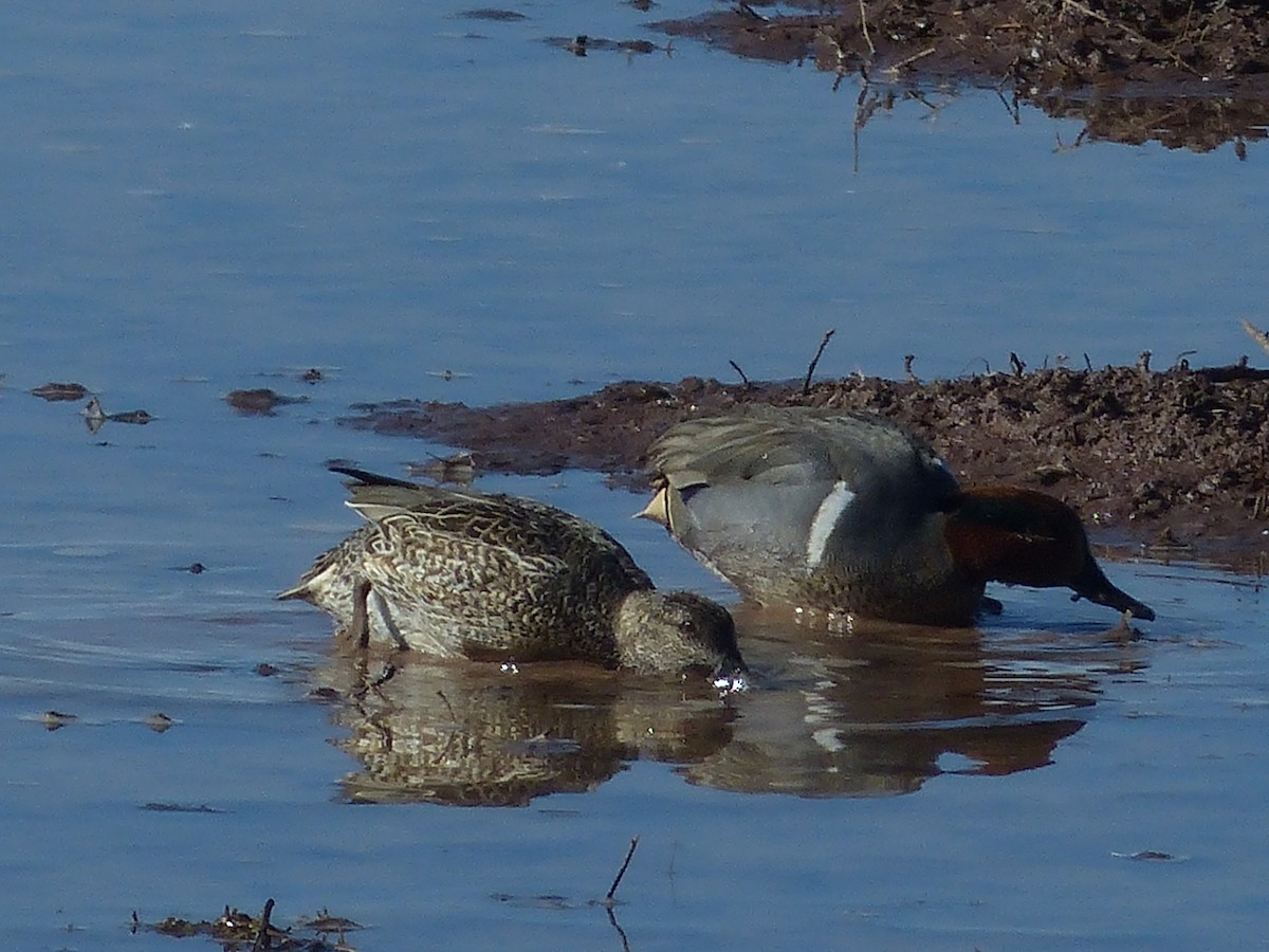 Green-winged Teal - ML629620730
