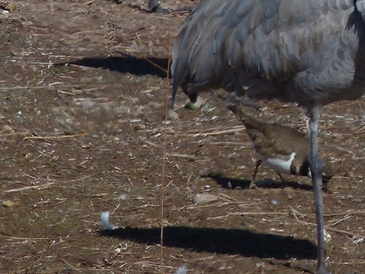 Killdeer - ML629620744