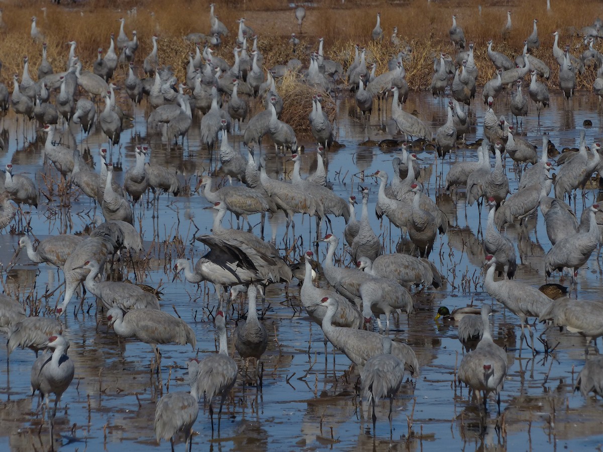 Sandhill Crane - ML629620755
