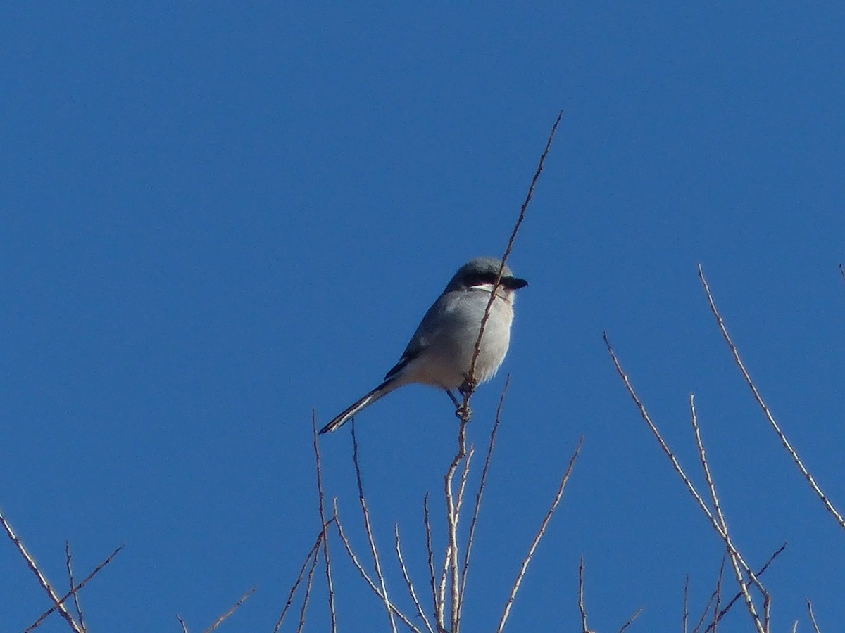 Loggerhead Shrike - ML629620768