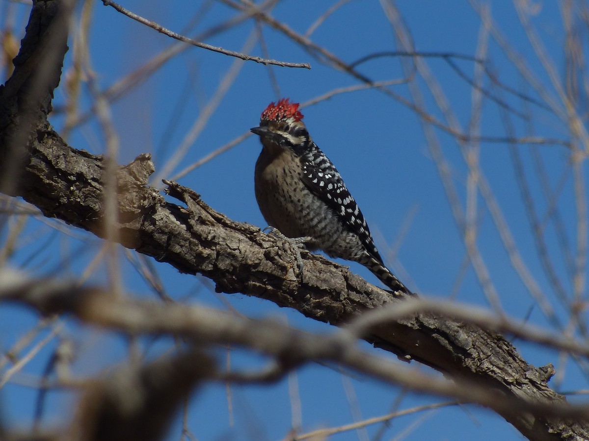 Ladder-backed Woodpecker - ML629620779