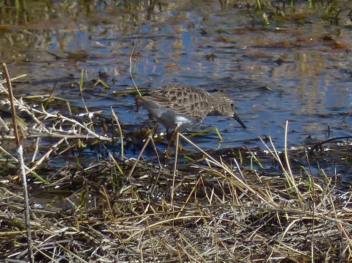 Least Sandpiper - ML629620818