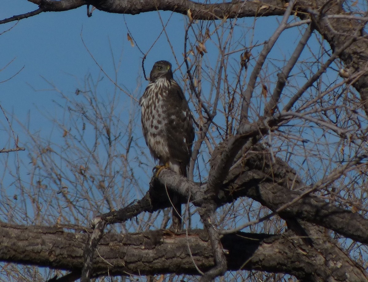 Cooper's Hawk - ML629620828