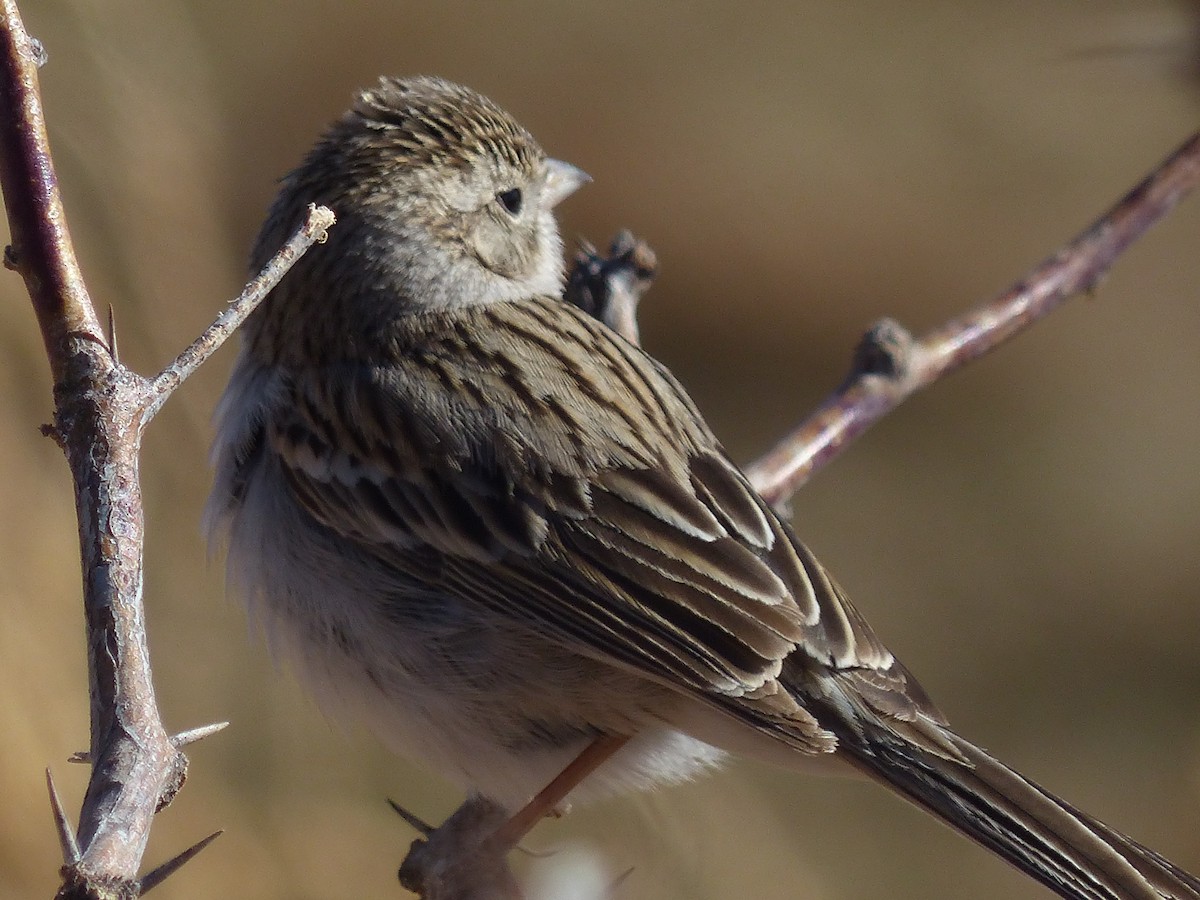 Brewer's Sparrow - ML629620838