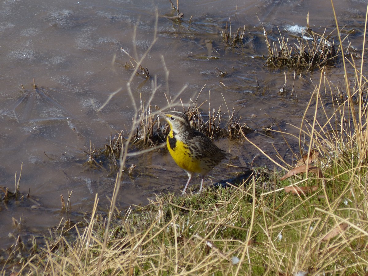 Western Meadowlark - ML629620846