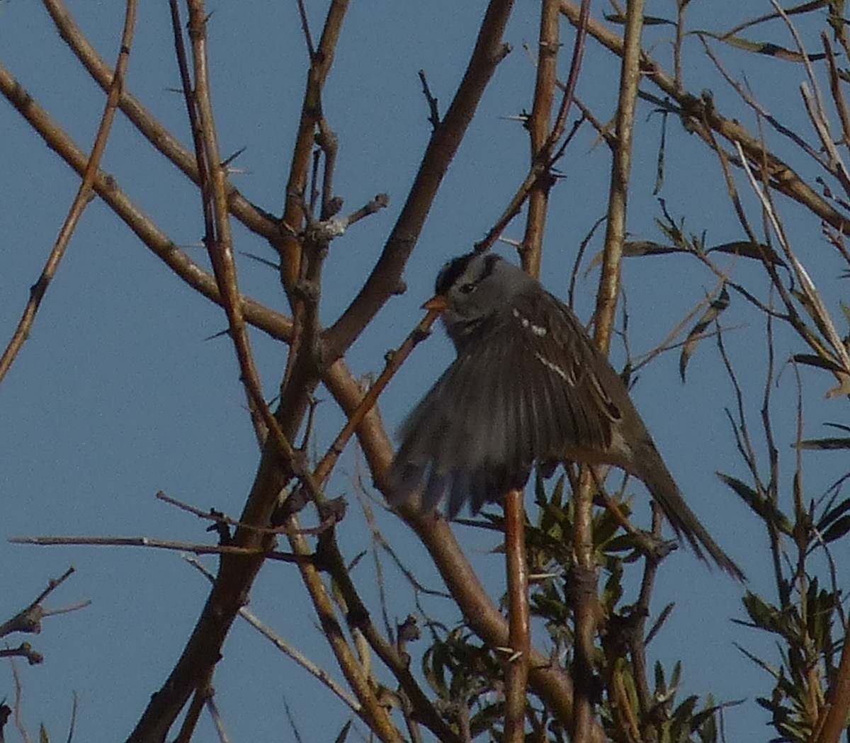 White-crowned Sparrow - ML629620851