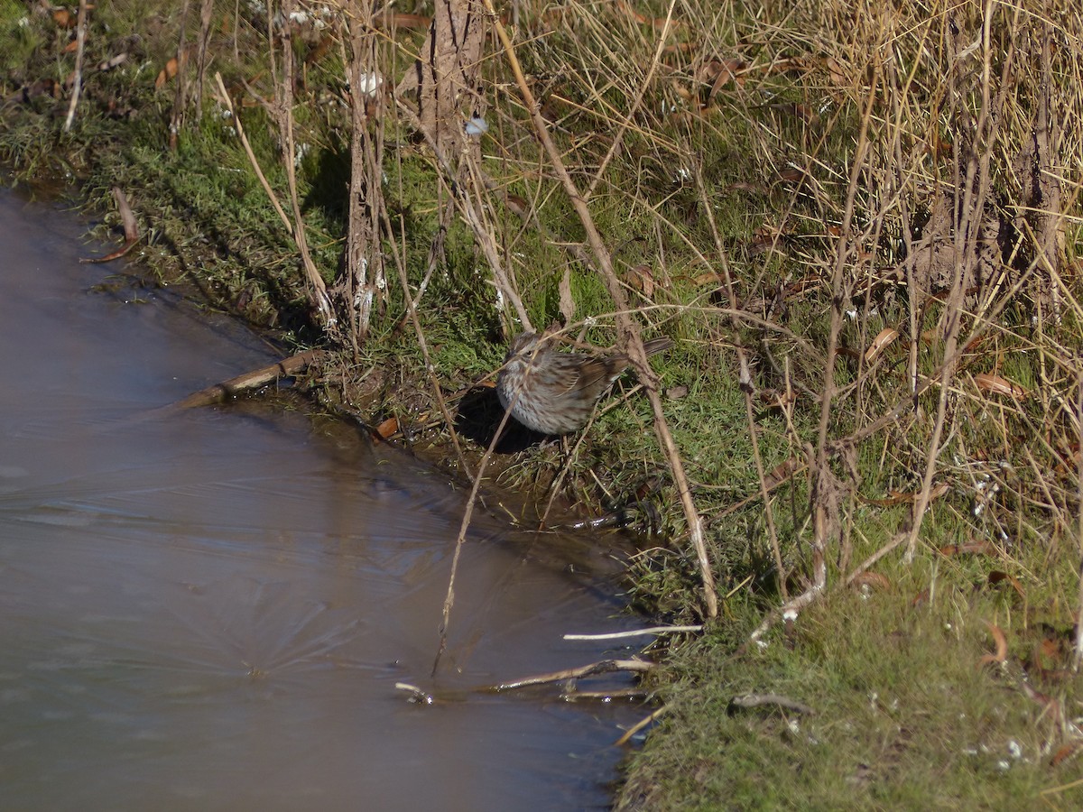Song Sparrow - ML629620867