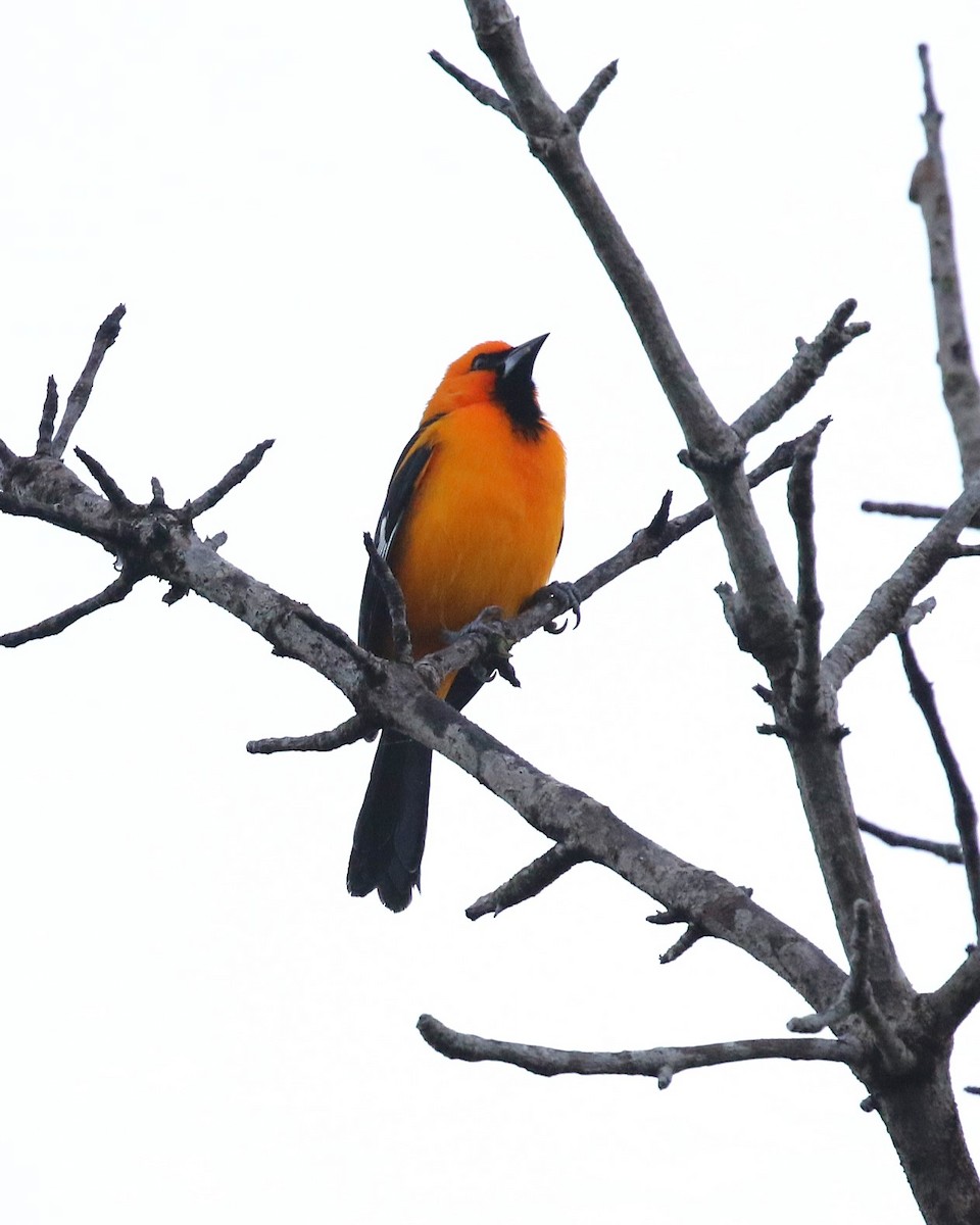 Oriole à gros bec - ML629620882