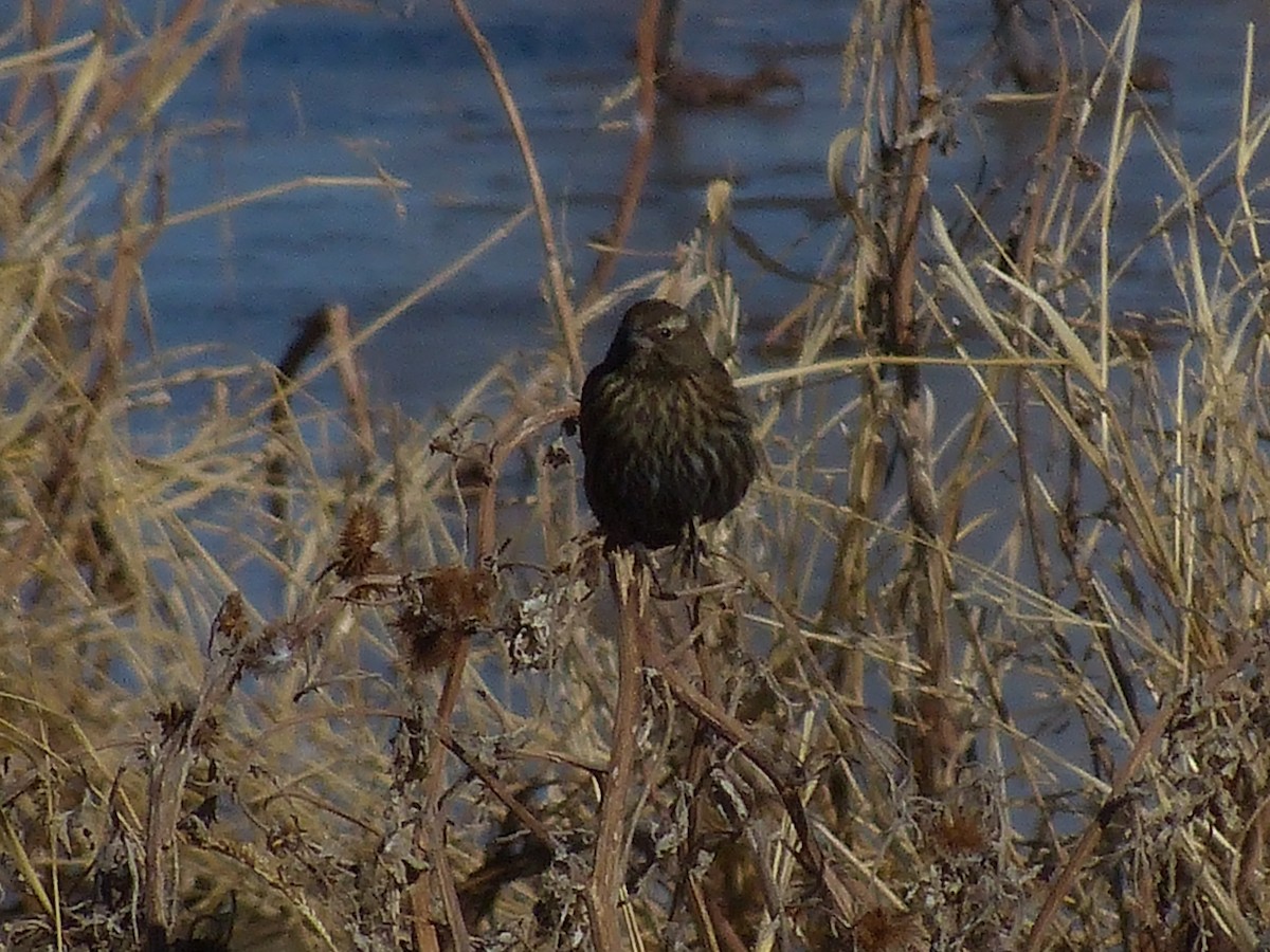 Red-winged Blackbird - ML629620884