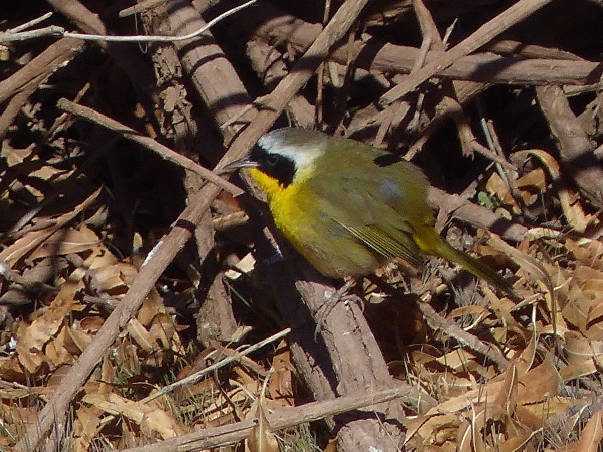Common Yellowthroat - ML629620914