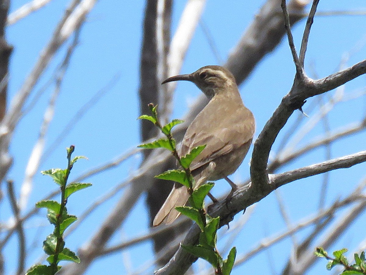 Patagonian Forest Earthcreeper - ML629620917
