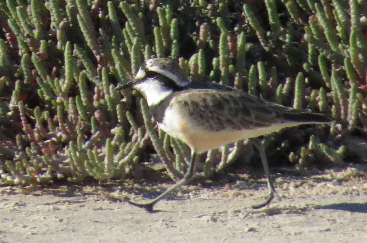 Madagascar Plover - ML629621384
