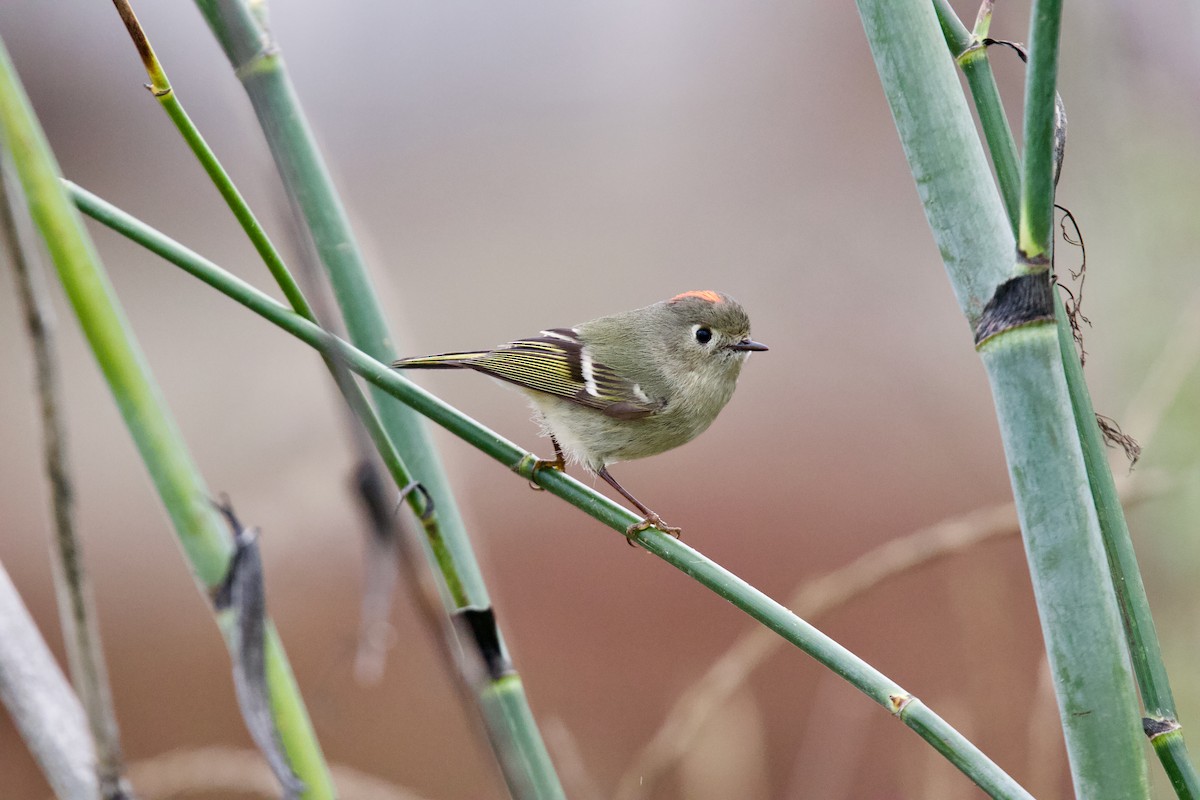 Ruby-crowned Kinglet - ML629621691