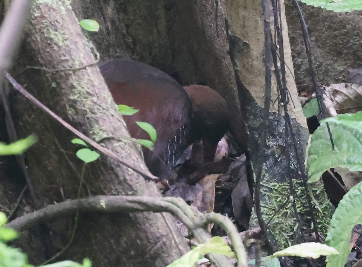 Snoring Rail - ML629621703