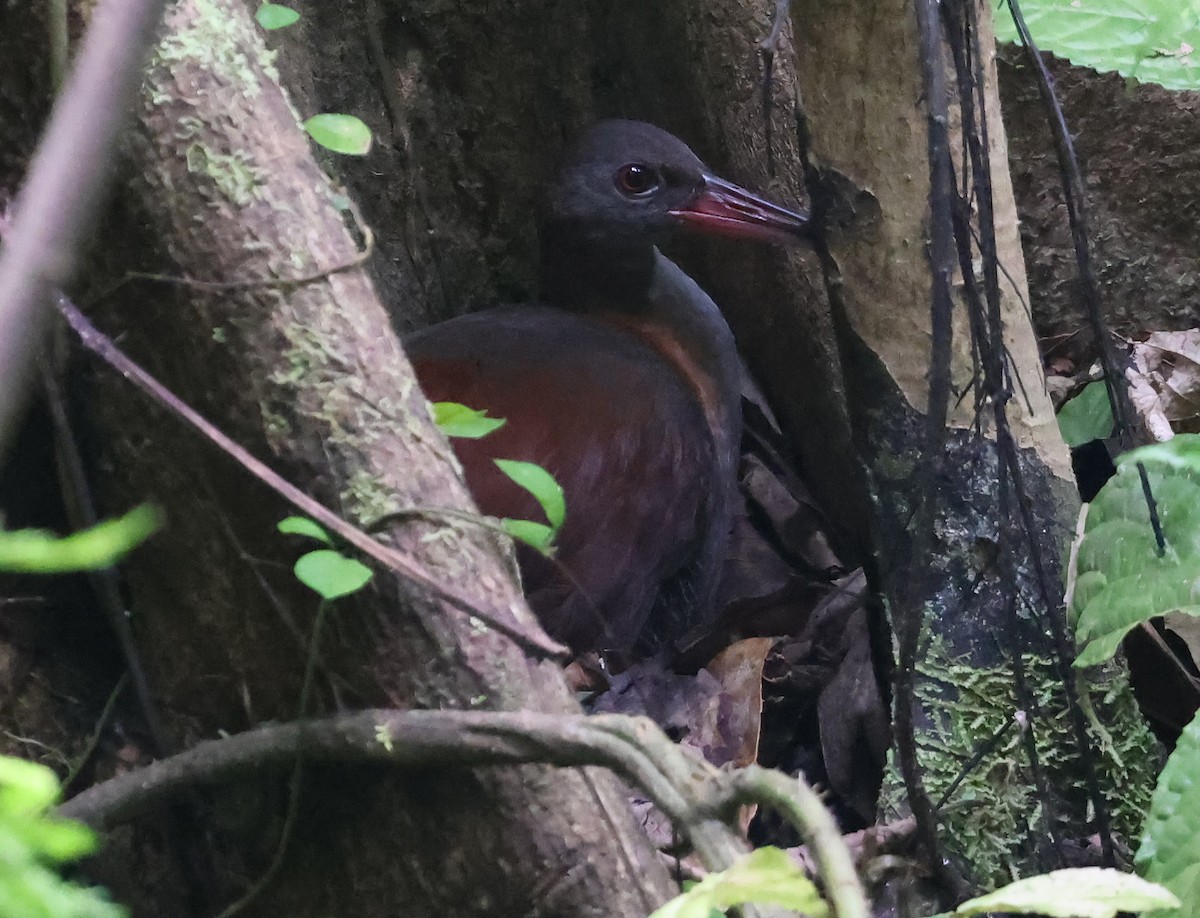 Snoring Rail - ML629621704