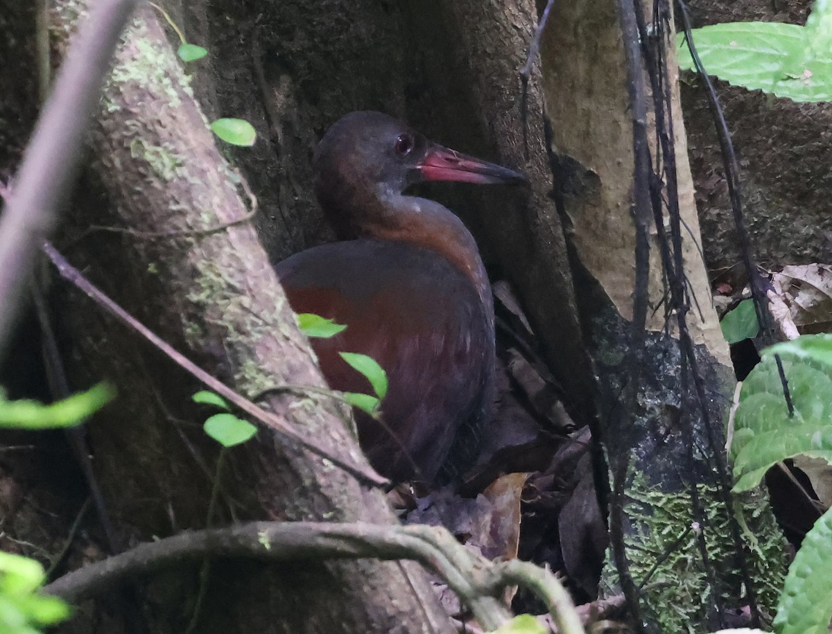 Snoring Rail - ML629621705