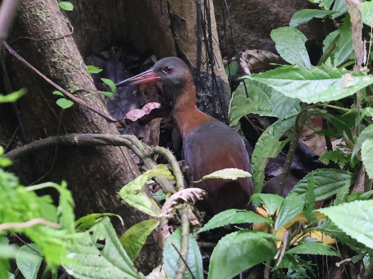 Snoring Rail - ML629621706