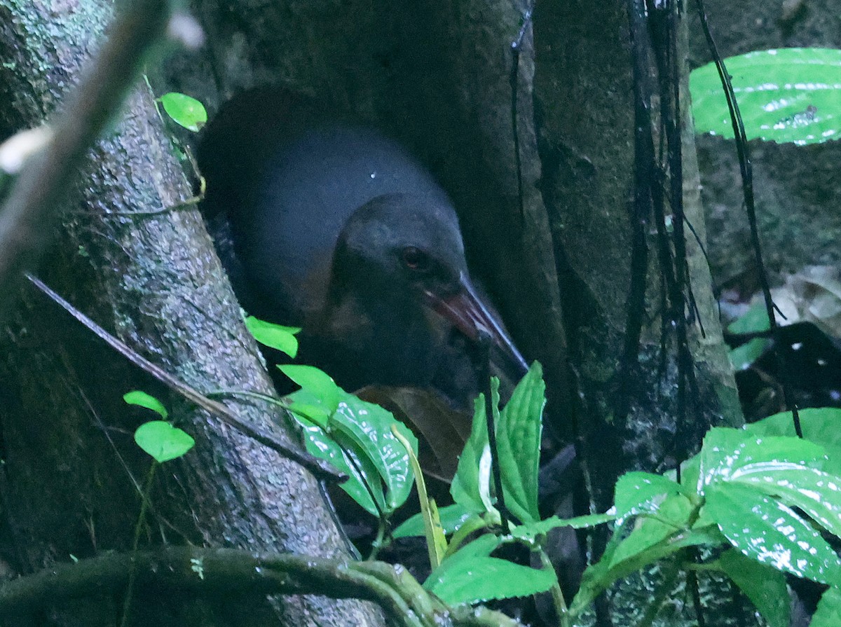 Snoring Rail - ML629621718
