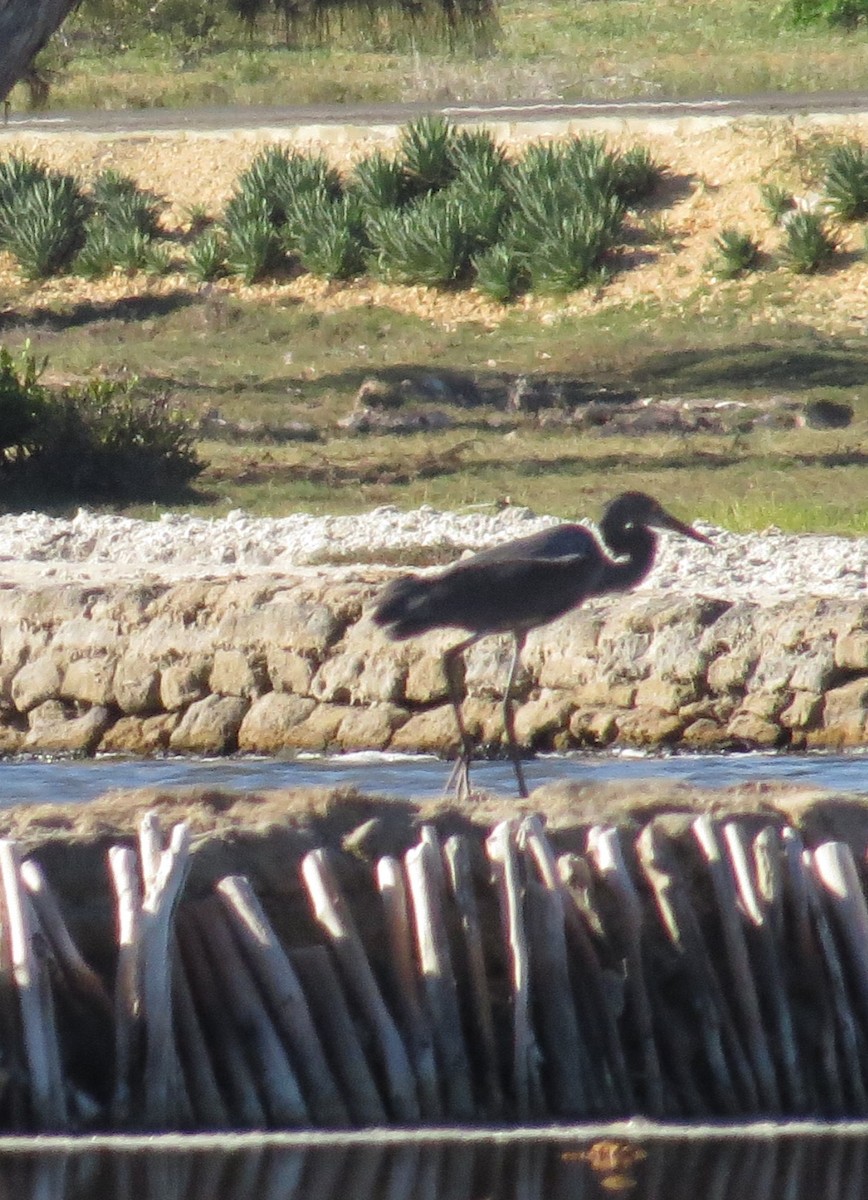 Humblot's Heron - ML629621724