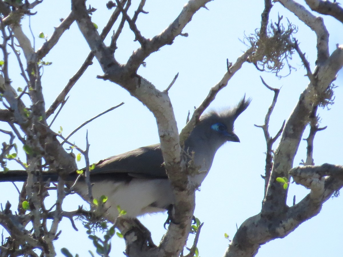 Verreaux's Coua - ML629621849