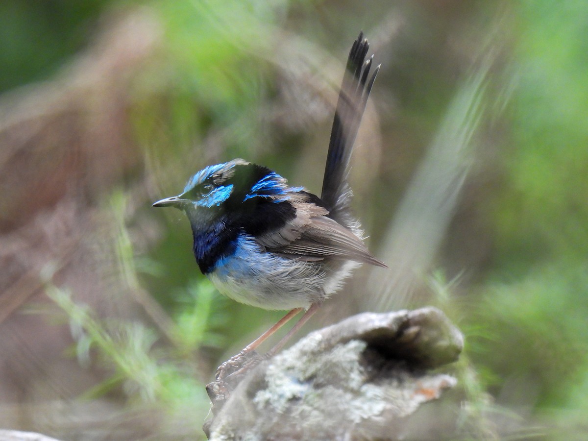 Superb Fairywren - ML629621861