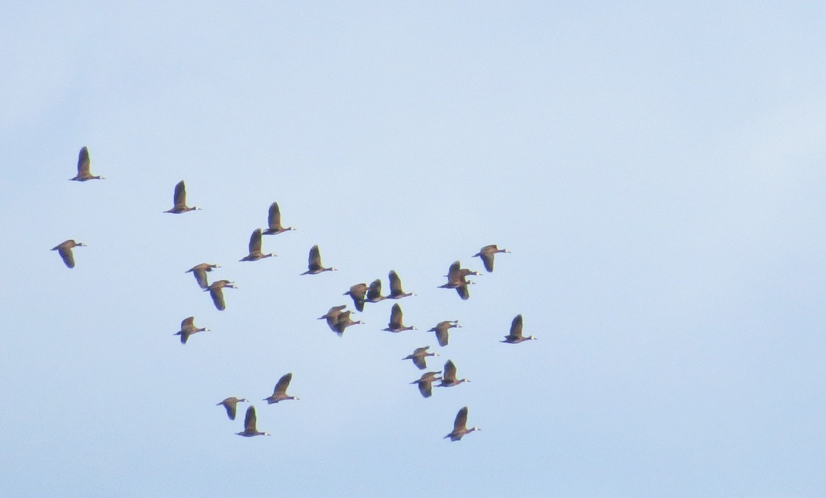 White-faced Whistling-Duck - ML629621934