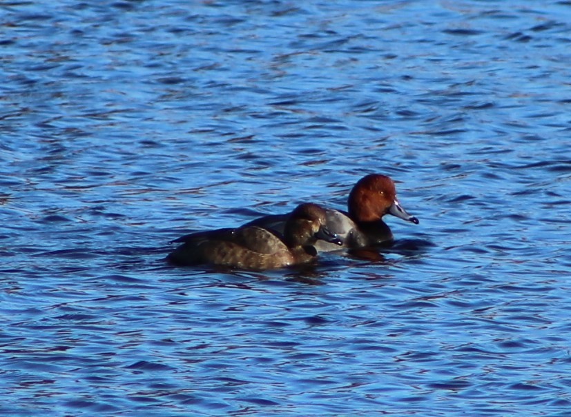 Redhead - ML629622048