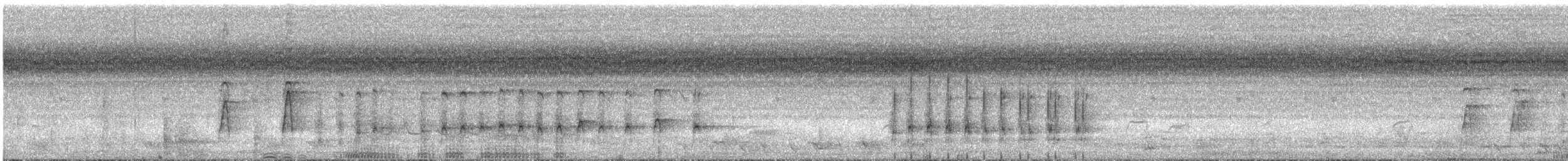 Radjah Shelduck - ML629622052